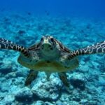 caretta caretta