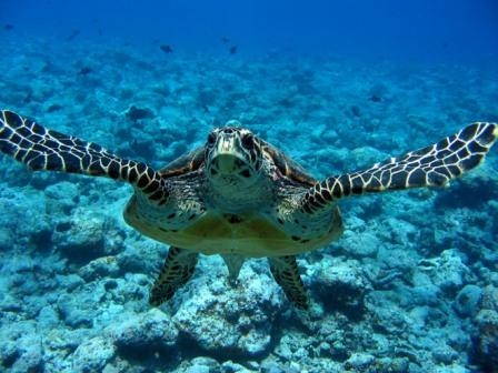 caretta caretta